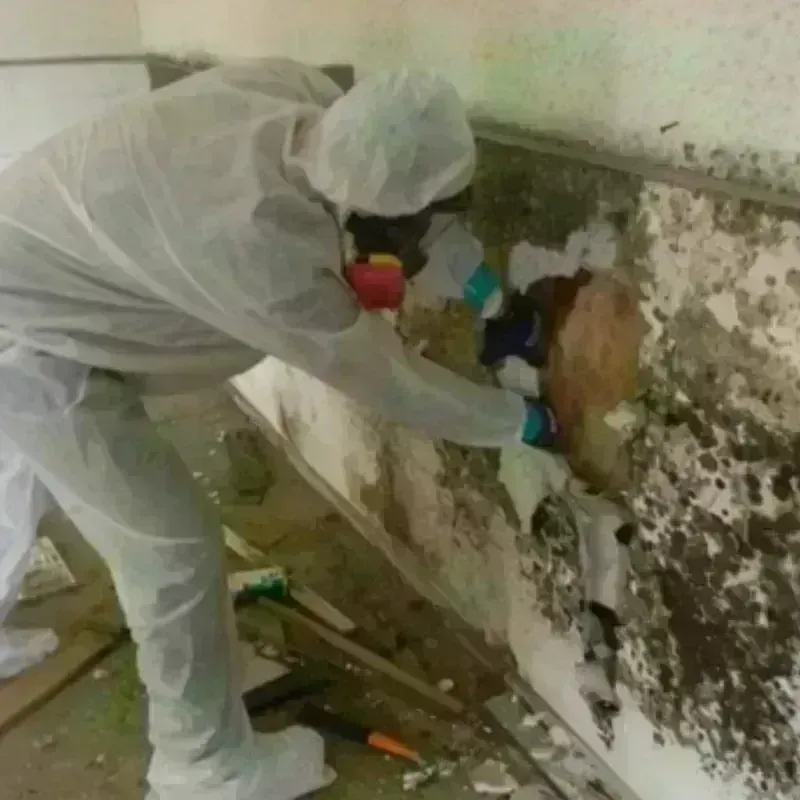 Mold Remediation and Removal in Fayette County, TX